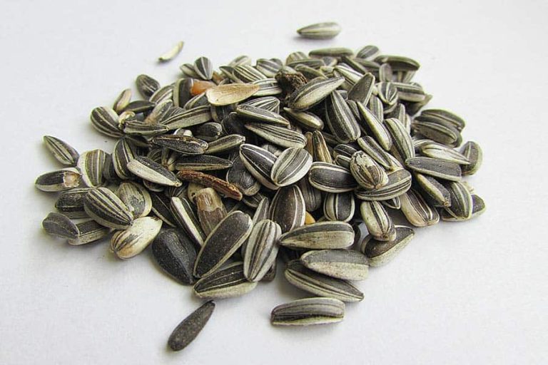 Can You Eat Sunflower Seed Shells