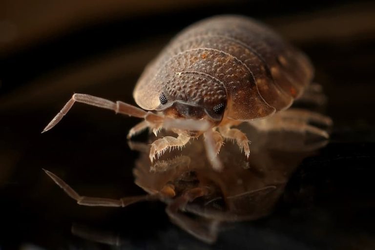 Can bed bugs survive in water
