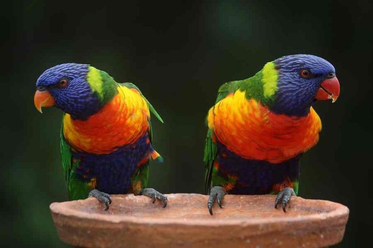 Why Do Parrots Mimic