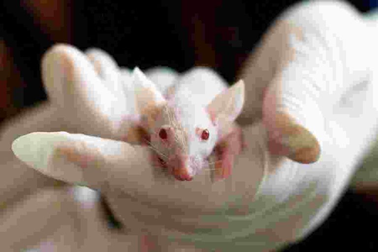 Are Mice Scared of Humans