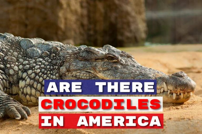 Are There Crocodiles In America