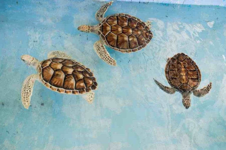 Can Tortoises Swim