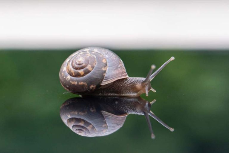 Do Snails Feel Pain