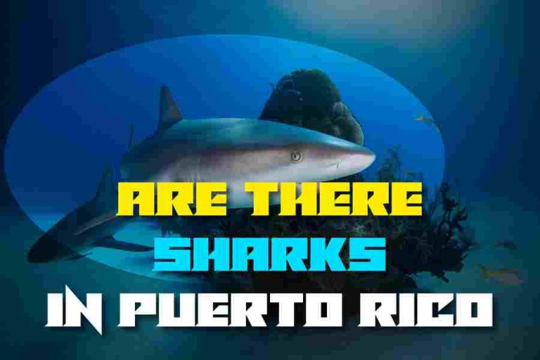 Are There Sharks In Puerto Rico