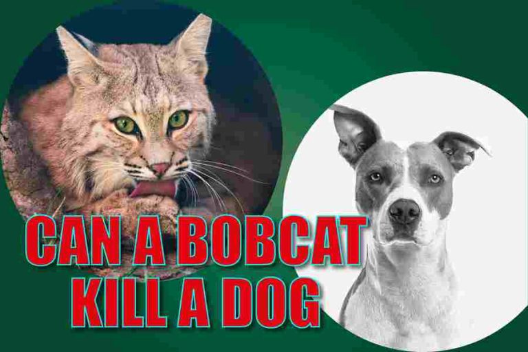 Can A Bobcat Kill A Dog