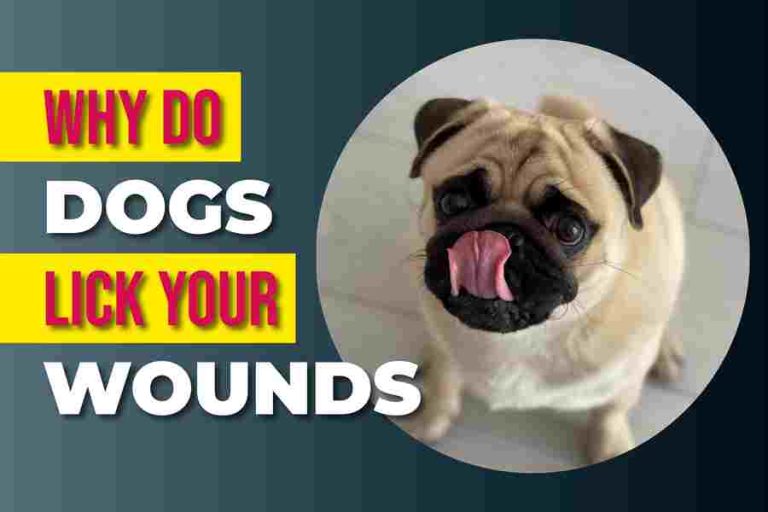 Why Do Dogs Lick Your Wounds
